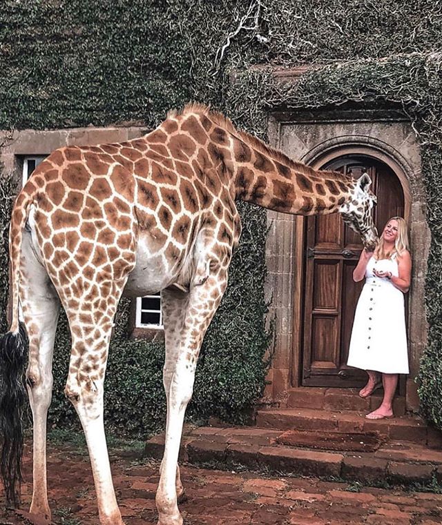 giraffe_manor_kenya