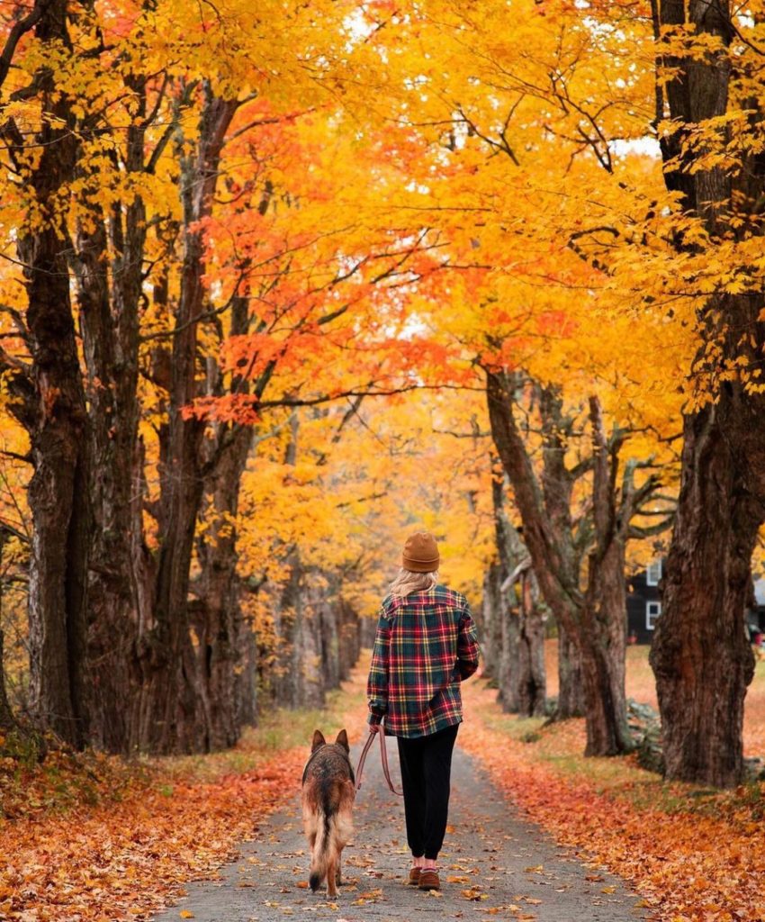 a person walking a dog during the fall