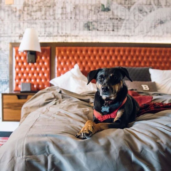 Hotels Above Paw: Pet-Friendly Hotels For Both Man & Man's Best Friend