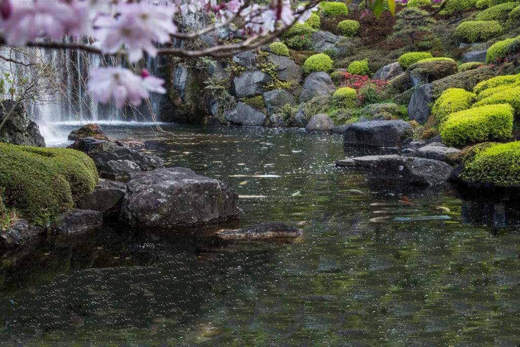 Calm greenish blue water surrounded by moss-covered rocks and light pink cherry blossoms