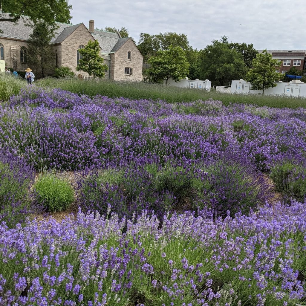 Governors Island lavender field, New York City