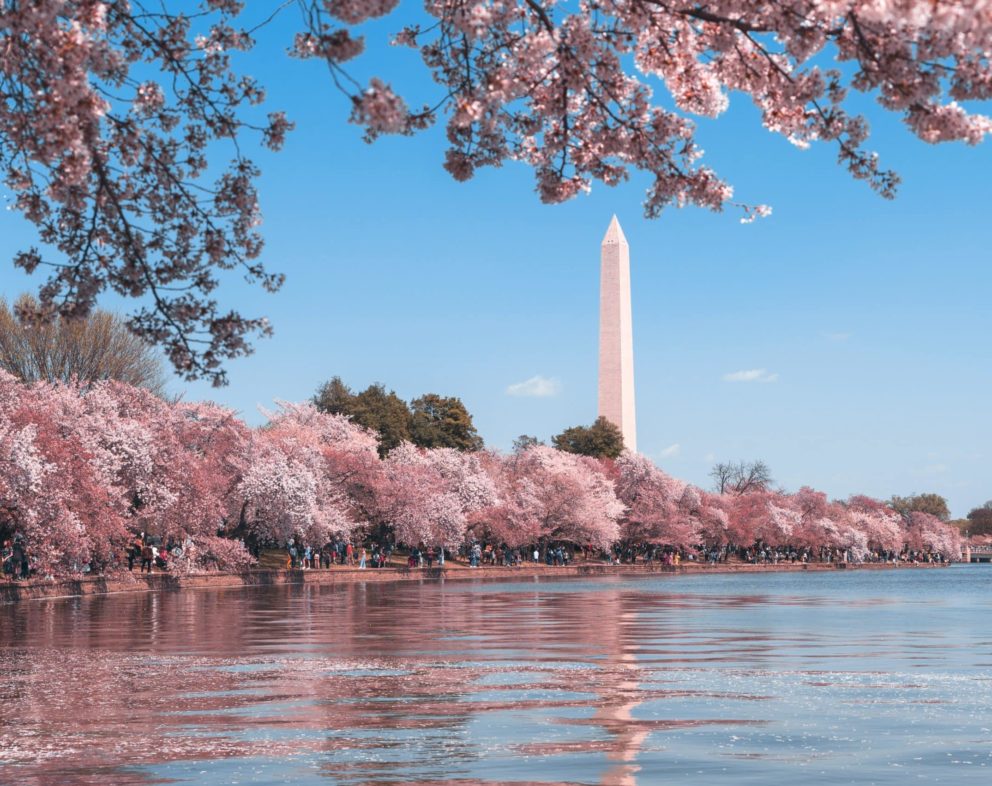 The Washington Monument surrounded by cherry blossoms.