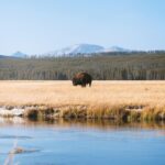 Bison in yellowstone