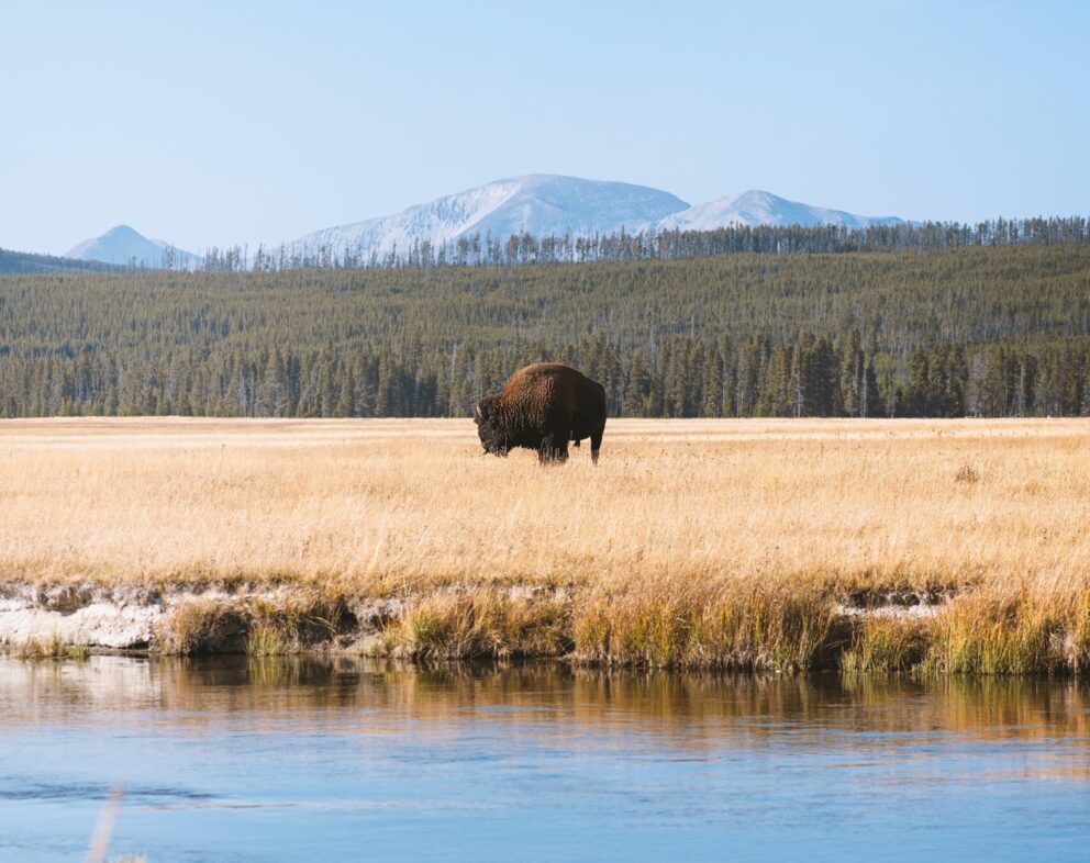 Bison in yellowstone
