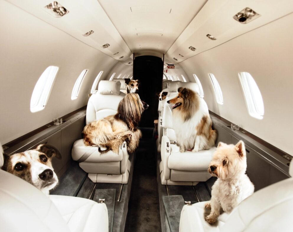 Here’s Everything You Need To Know About Flying With a Dog