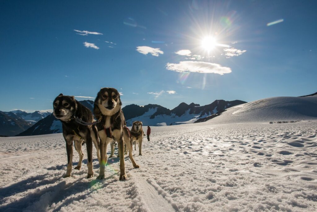 Sled dogs on a glacier by Carl Johnson