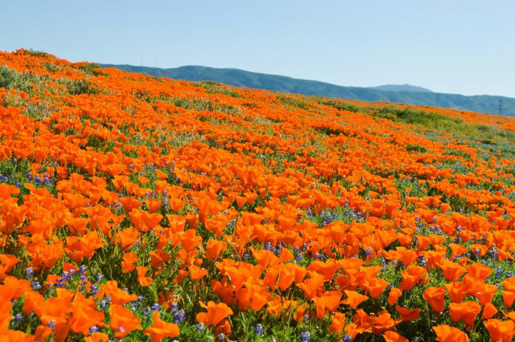 The 6 Best Places to See This Year’s California Super Bloom
