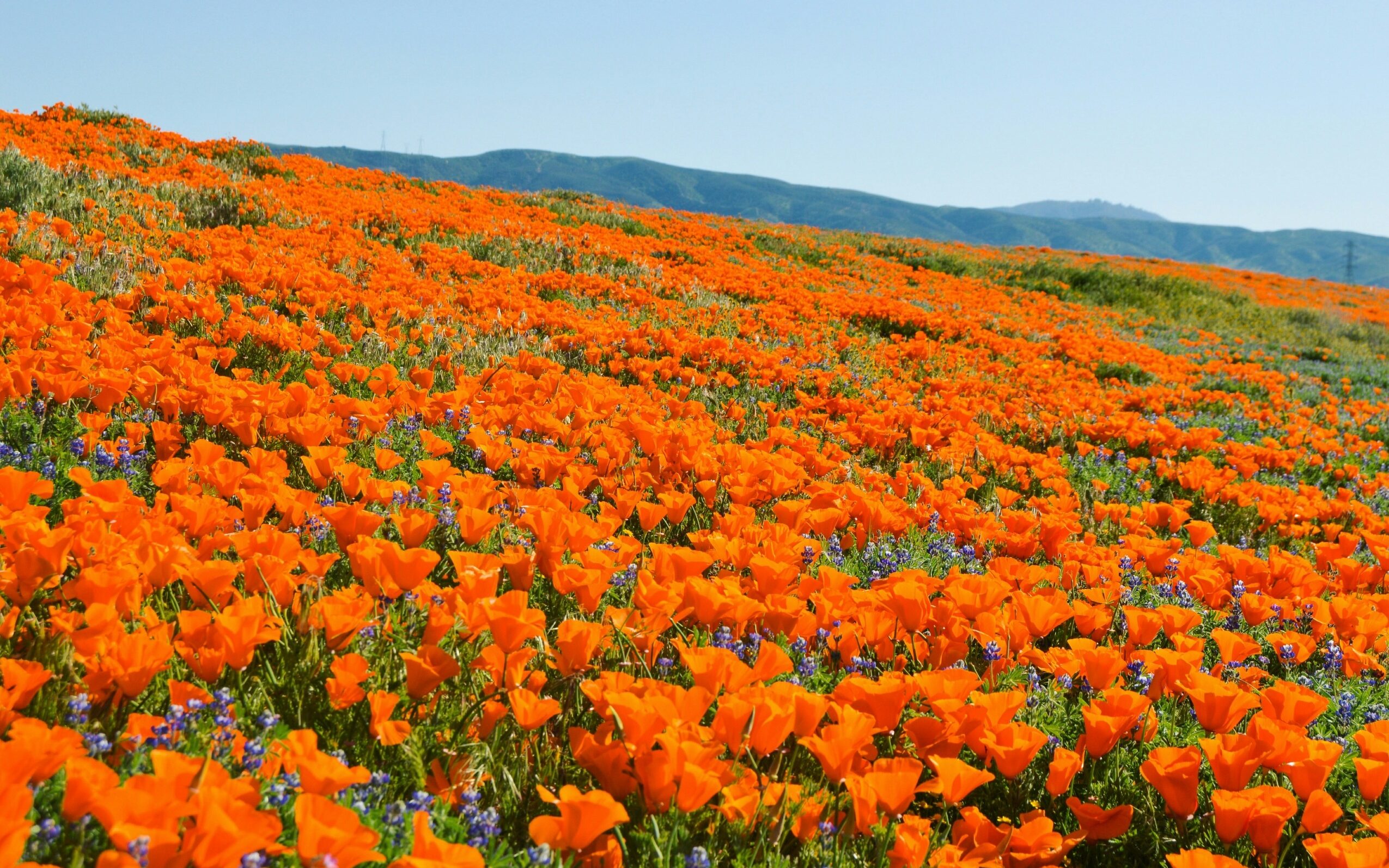 The 6 Best Places to See This Year’s California Super Bloom