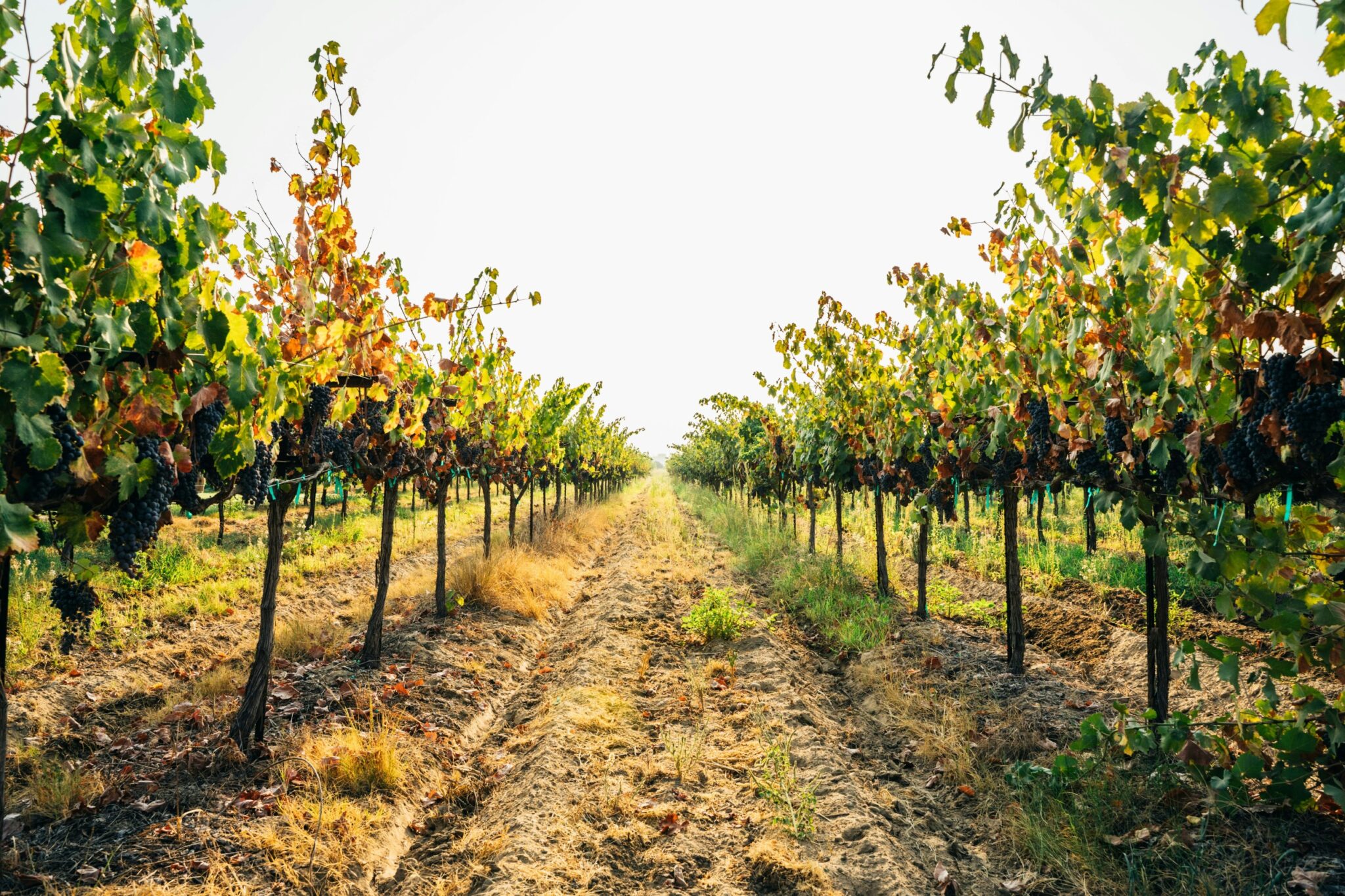 Where to Find California’s Most Underrated Vineyards