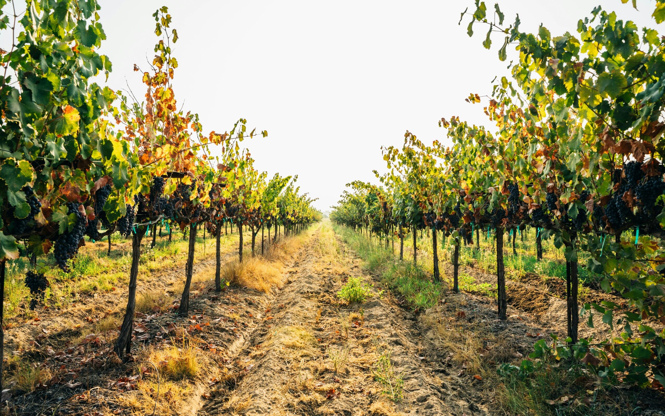 Where to Find California’s Most Underrated Vineyards